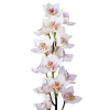 Орхидея Цимбидиум (ветка)