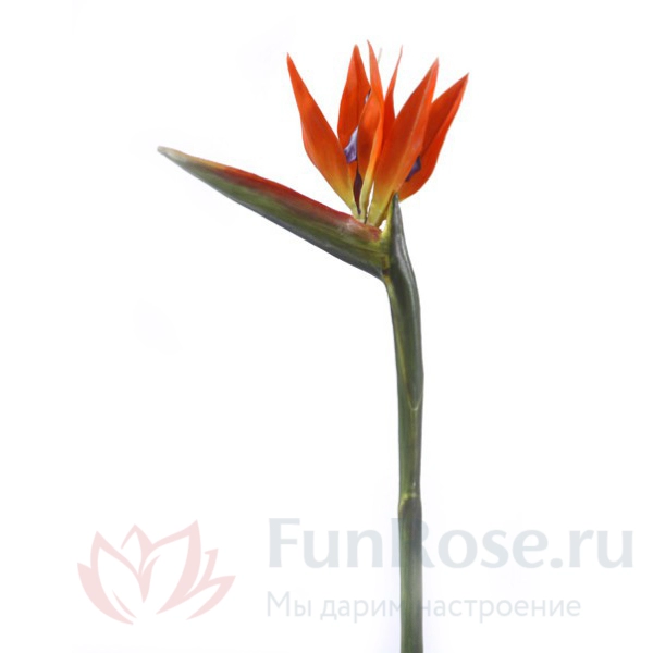 Купить Стрелиция FunRose Собери Сам купить букеты и цветы в магазине Москвы  FunRose.ru