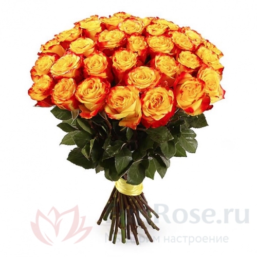 до 51 роза FunRose 31 Роза Хай Меджик Эквадор (70 см) 