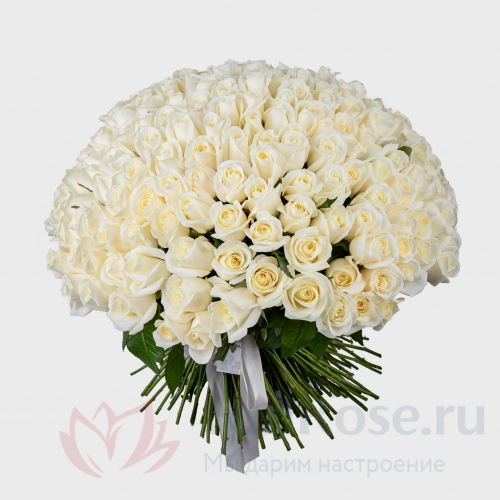 Розы FunRose 201 Роза Россия Белый (60 см) 