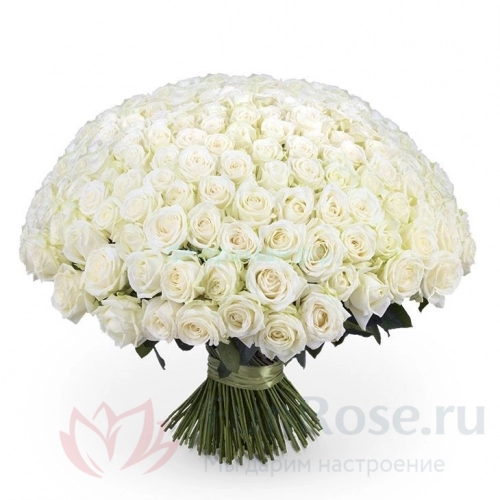 151 роза и более FunRose 201 Роза Эквадор Белый (70см) 