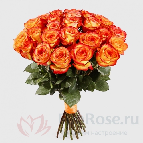 до 51 роза FunRose 27 Роз Эквадор Оранжевых (70 см) 