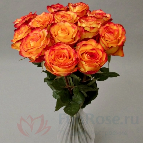 до 25 роз FunRose 13 Роз Эквадор Оранжевый (70 см) 