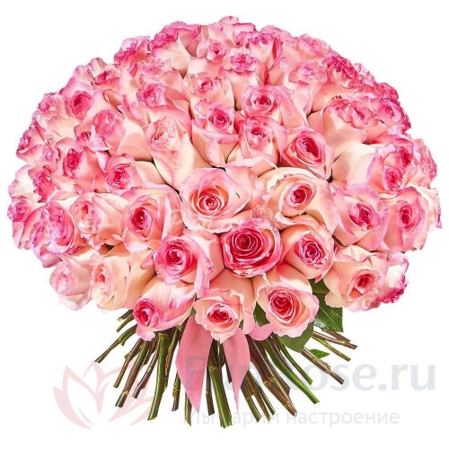 101 роза FunRose 71 Роз Эквадор Розовый (60 см) 
