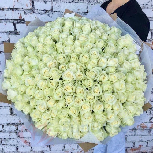 Розы FunRose 151 Роза Эквадор Белый (70 см) 