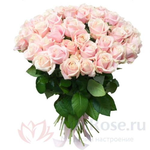 до 51 роза FunRose 39 Роза Талея Россия (70см) 