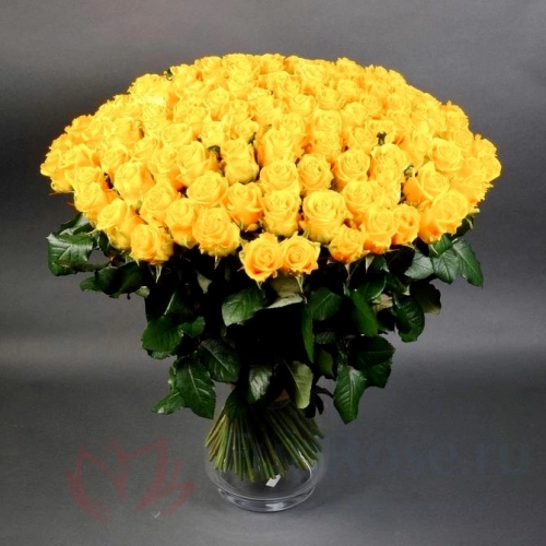 Розы FunRose 151 Роза Эквадор Желтый (70 см) 