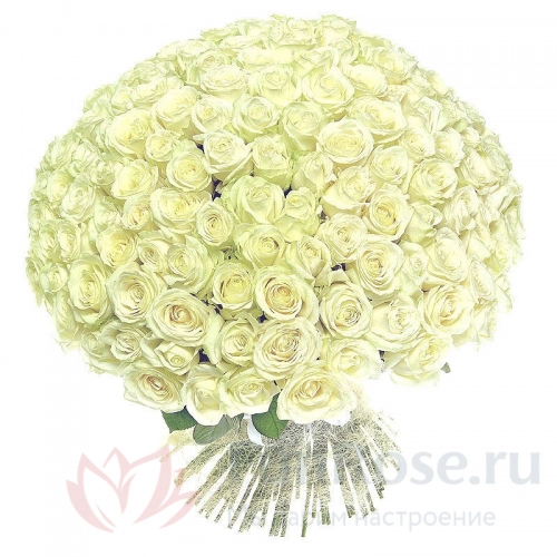 151 роза и более FunRose 151 Роза Россия Белый (60 см) 