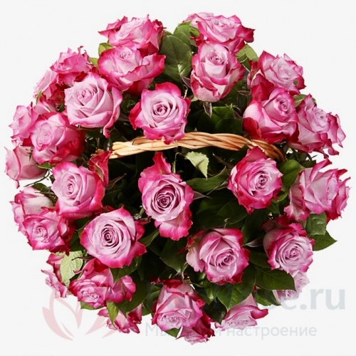 до 51 роза FunRose 35 Роз Дип Перпл Розовый (50 см) 