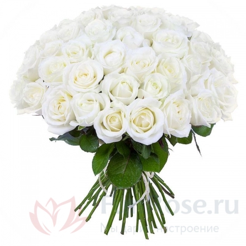 до 51 роза FunRose 51 Роза Россия Белая (60 см) 