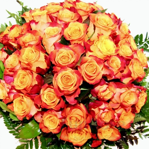 до 51 роза FunRose 51 Роза Эквадор Оранжевый (60 см) 