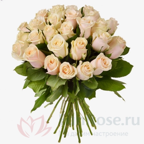 до 51 роза FunRose 29 Роз Эквадор Белый (60 см) 