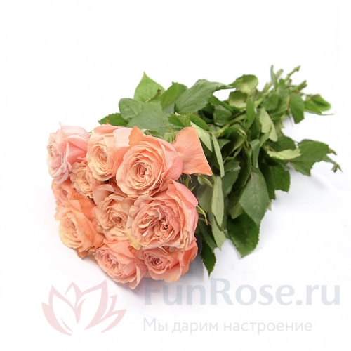Пионовидная роза FunRose 11 Роз Кахала Оранжевый (70 см) 