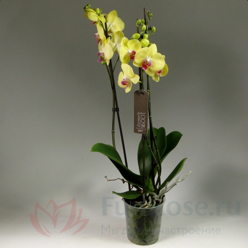 Горшечные цветы FunRose Орхидея Фаленопсис 