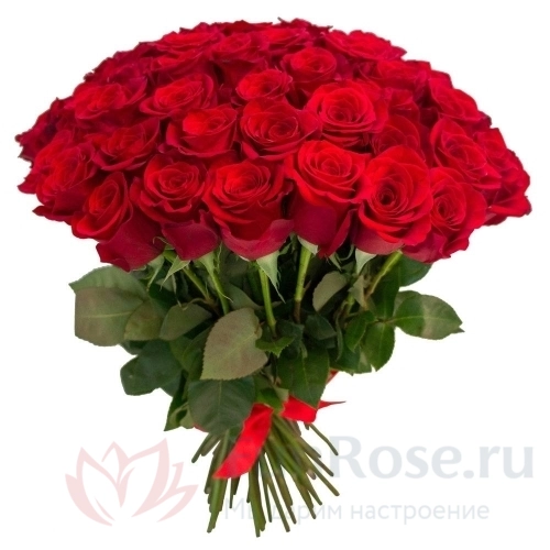 Розы FunRose 51 Роза Эквадор Красный (60 см) 