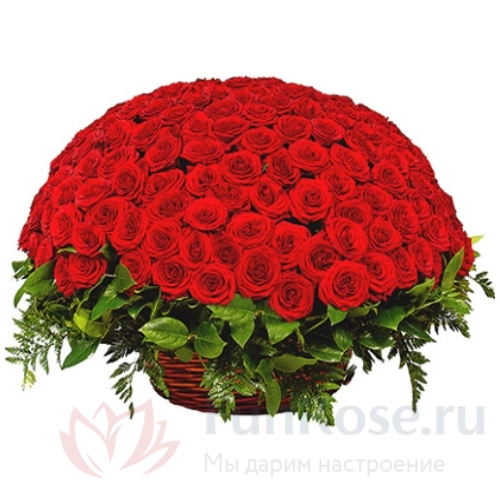 151 роза и более FunRose 151 Роза Ред Наоми Красный (90 см) 