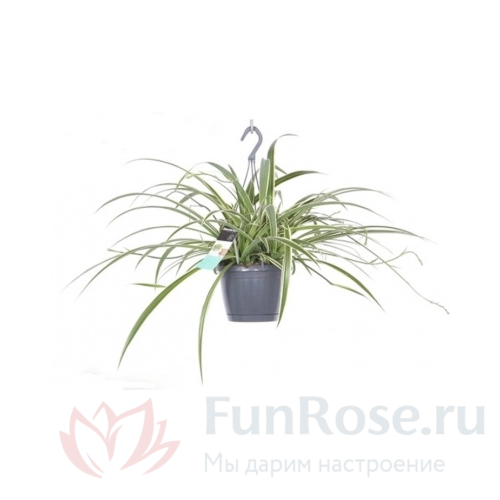 Горшечные цветы FunRose Хлорофитум 