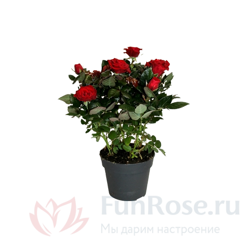 Горшечные цветы FunRose Роза комнатная 