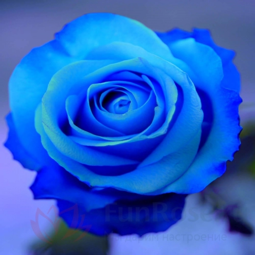 Собери Сам FunRose Роза голубая 