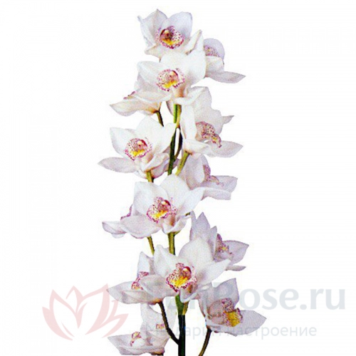Собери Сам FunRose Орхидея Цимбидиум (ветка) 