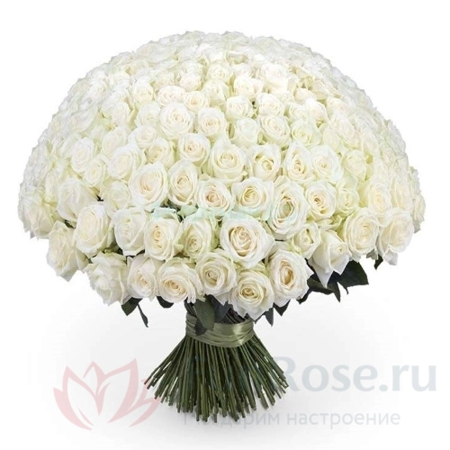 151 роза и более FunRose 151 Роза Ред Наоми Белый (70 см) 