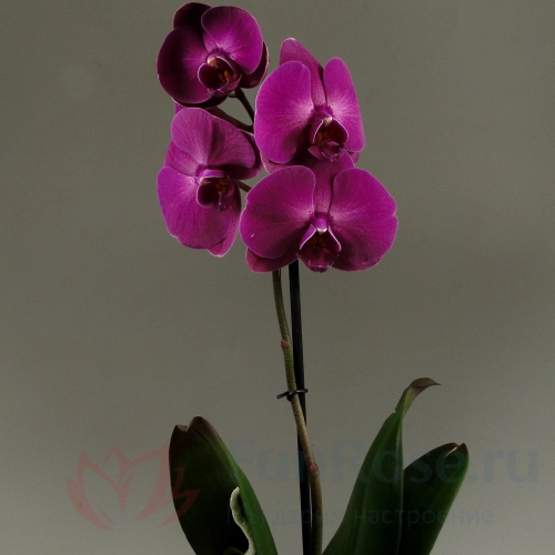 Горшечные цветы FunRose Орхидея Фаленопсис 