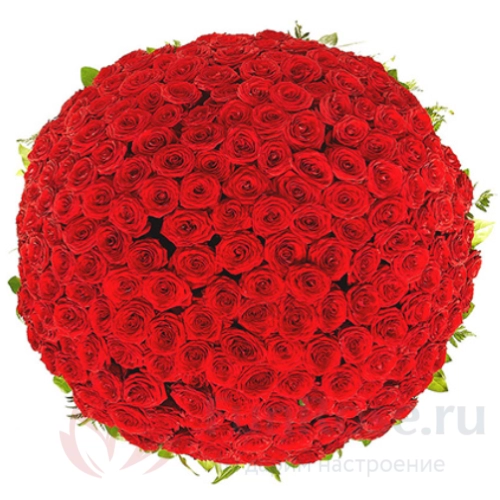 151 роза и более FunRose 151 Роза Ред Наоми Красный (90 см) 
