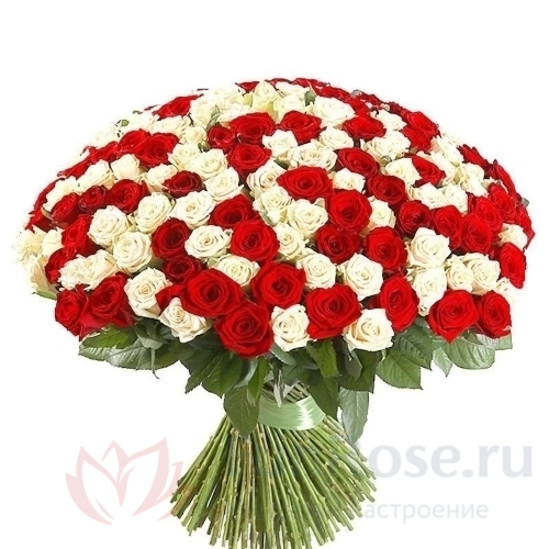 Розы FunRose 151 Роза Россия Микс (70 см) 