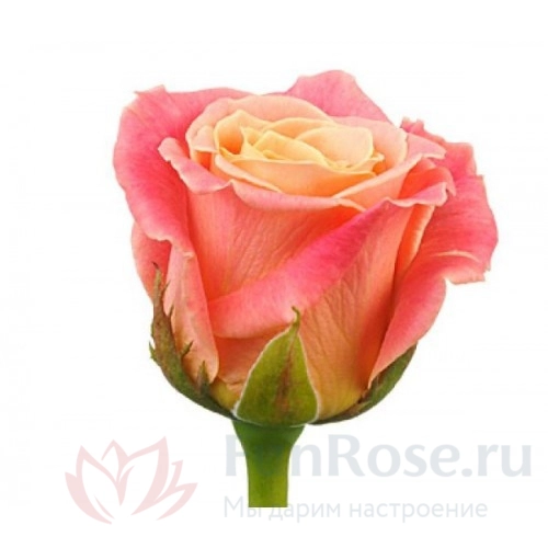 Собери Сам FunRose Роза Россия (80 см) 
