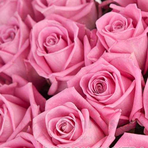 до 51 роза FunRose 51 Розы Аква Розовый (45 см) 