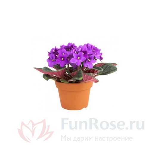 Горшечные цветы FunRose Фиалка 
