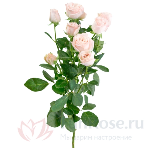 Собери Сам FunRose Кустовая роза (80 см) 