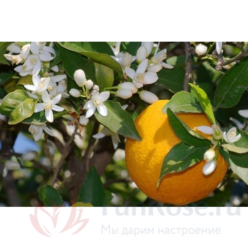Горшечные цветы FunRose Цитрус Апельсин 