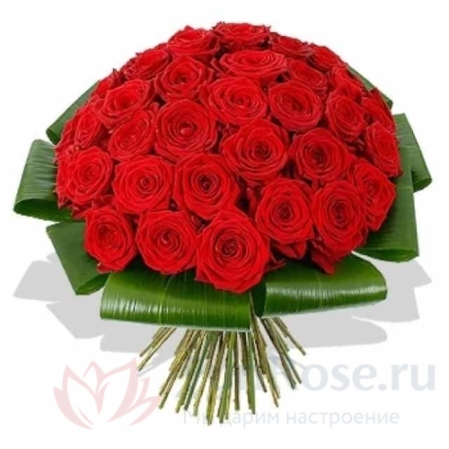 до 51 роза FunRose 51 Роза Ред Наоми Красный (60 см) 