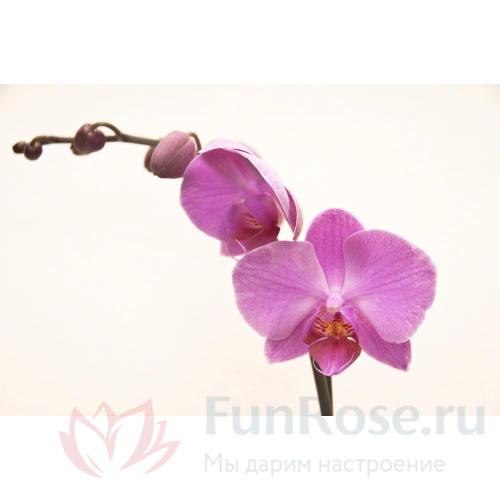 Собери Сам FunRose Орхидея Фаленопсис (ветка) 