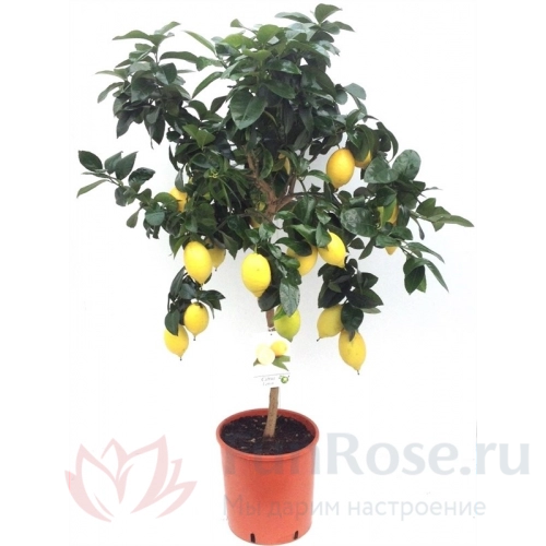Горшечные цветы FunRose Цитрус Лимон 