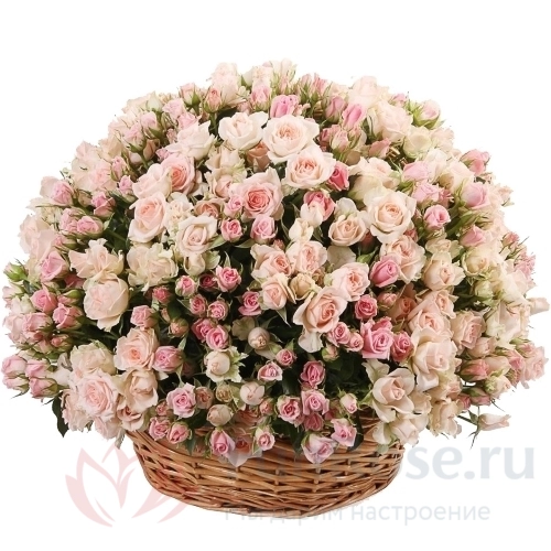 101 роза FunRose 101 Роза Кустовой Микс (50 см) 