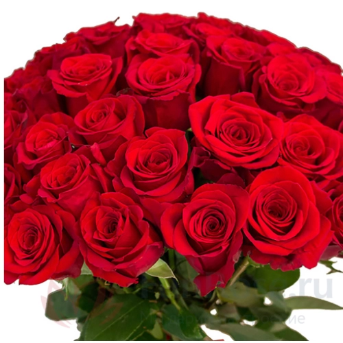 Розы FunRose 51 Роза Эквадор Красный (60 см) 