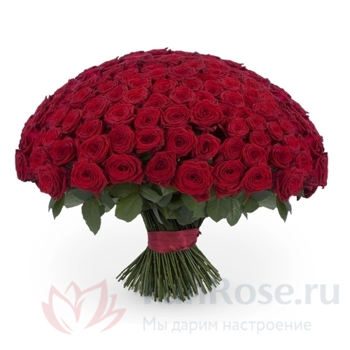 Розы FunRose 151 Роза Ред Наоми Красный (80 см) 