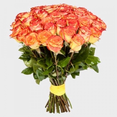 FunRose 51 Роза  Эквадор Оранжевый (60 см) до 51 роза