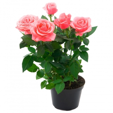 FunRose Роза комнатная Горшечные цветы