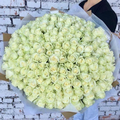 FunRose 151 Роза Эквадор Белый (70 см) Розы