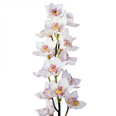 FunRose Орхидея Цимбидиум (ветка) Собери Сам