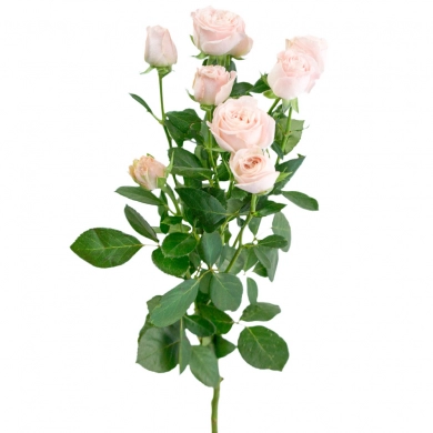 FunRose Кустовая роза (80 см) Собери Сам