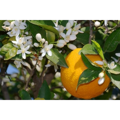 FunRose Цитрус Апельсин Горшечные цветы