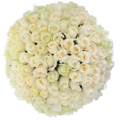 FunRose 101 Роза Россия Белый (60 см) Розы