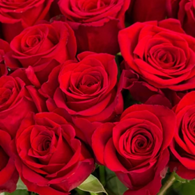 FunRose 51 Роза Эквадор Красный (60 см) Розы