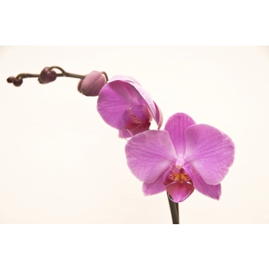 FunRose Орхидея Фаленопсис (ветка) Собери Сам