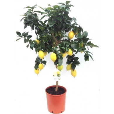 FunRose Цитрус Лимон Горшечные цветы