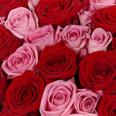 FunRose 101 Роза Эквадор Микс (80 см) Розы